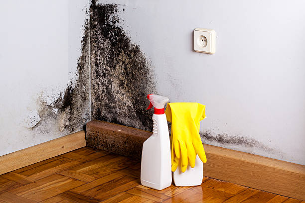 Best Kitchen Mold Remediation in Roscommon, MI