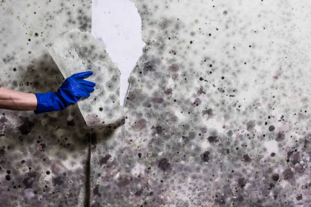 Best Mold Testing and Inspection Services in Roscommon, MI